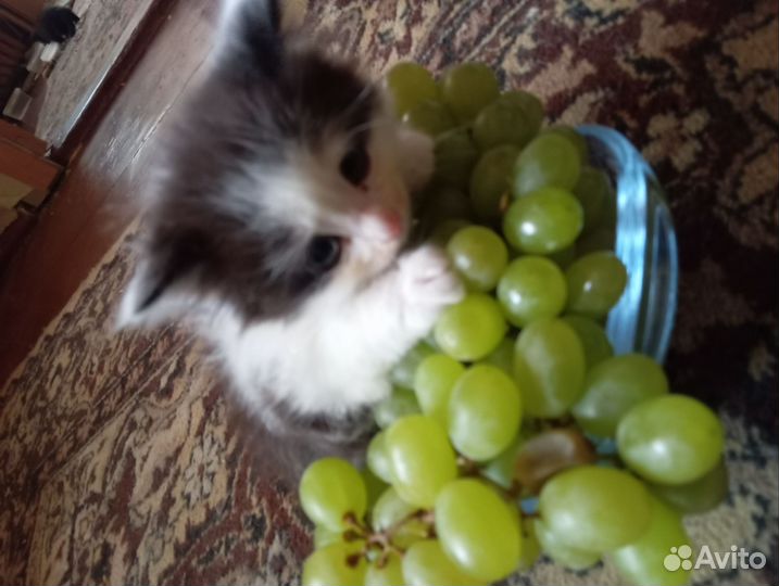 Котята пушистики
