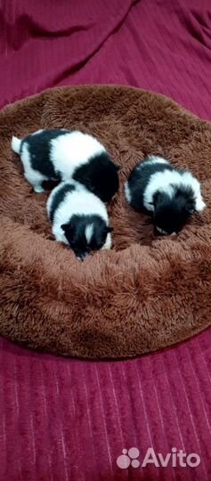 Детки шпица