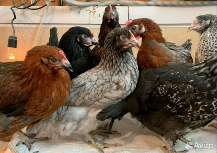 Курочки несушки