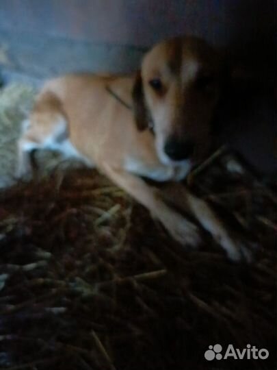 Русская гончая