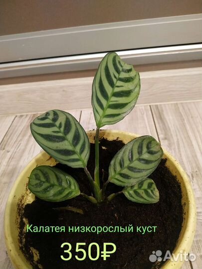 Калатея Ктенанта 2 вида