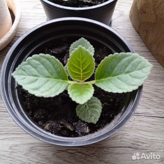 Глоксиния цветущая