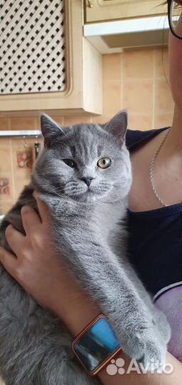 Британский кот