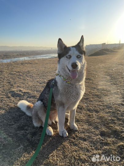 Собака Маламут