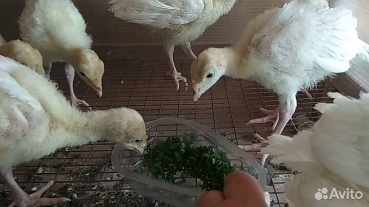 Индюшата хайбрид конвертер, на 31 мая