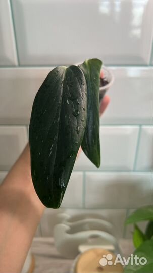 Монстера standleyana