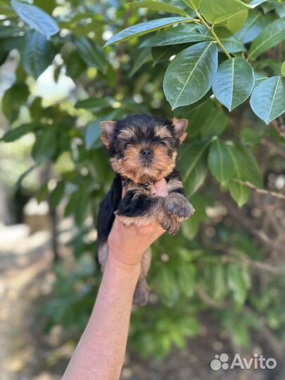 Йоркширский терьер