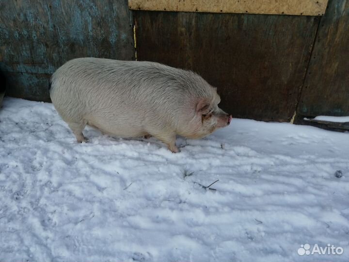 Вьетнамский хряк