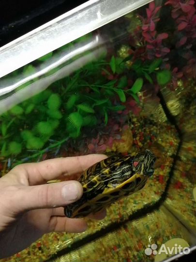 Морская черепаха