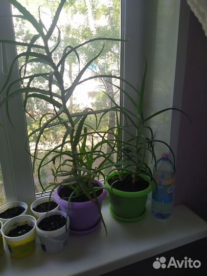 Алоэ столетник