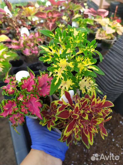 Колеус Плектрантус Ирезине вегетка