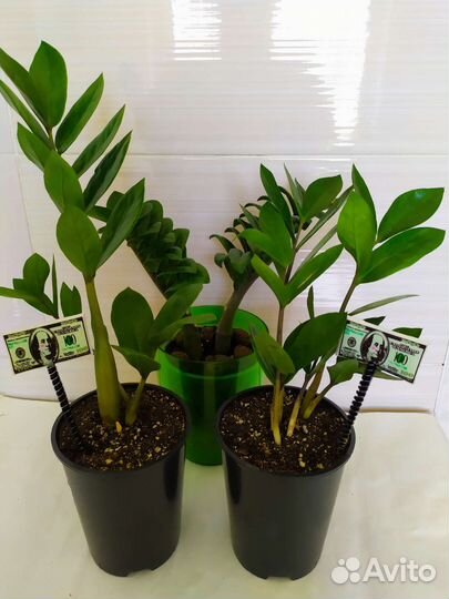 Замиокулькас, фикус Бенджамин