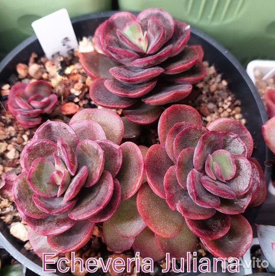 Эхеверия Шавиана Трюфельная