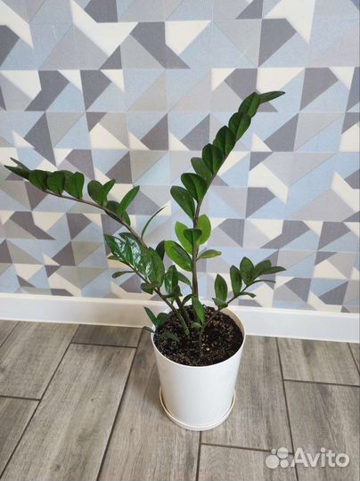 Замиокулькас