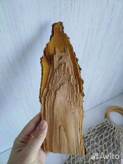 Деревянный спил, шишки, ракушки для поделок