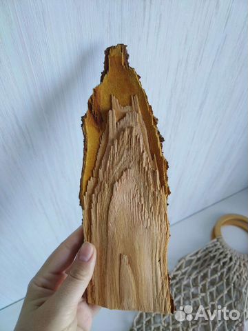 Деревянный спил, шишки, ракушки для поделок