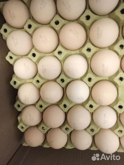 Инкубационное яйцо бройлера, несушки, индейка