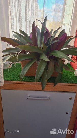 Комнатные растения Традесканция Рэо