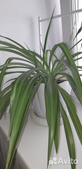 Хлорофитум