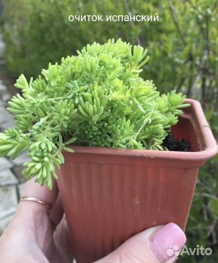 Очиток испанский (почвопокровный )