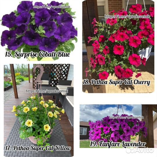 Петуния, калибрахоа, вербена вегетативная