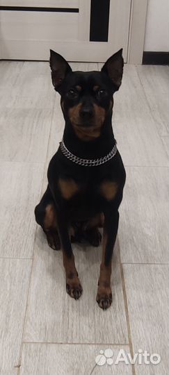 Вязка цвергпинчер