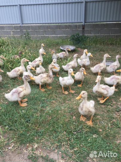 Молодые утки