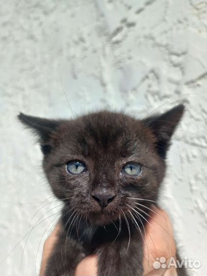 Котята в добрые руки 2мес