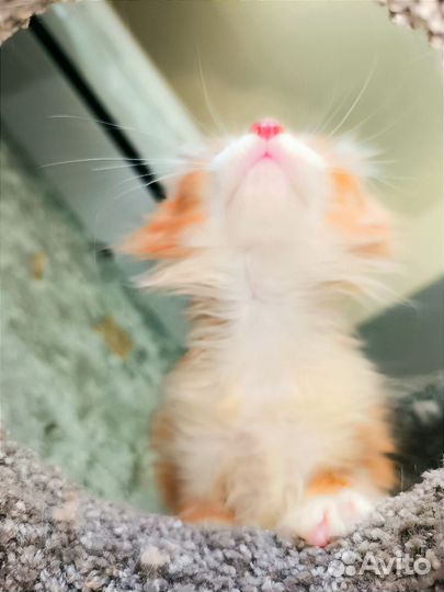 Мейн-кун котяма