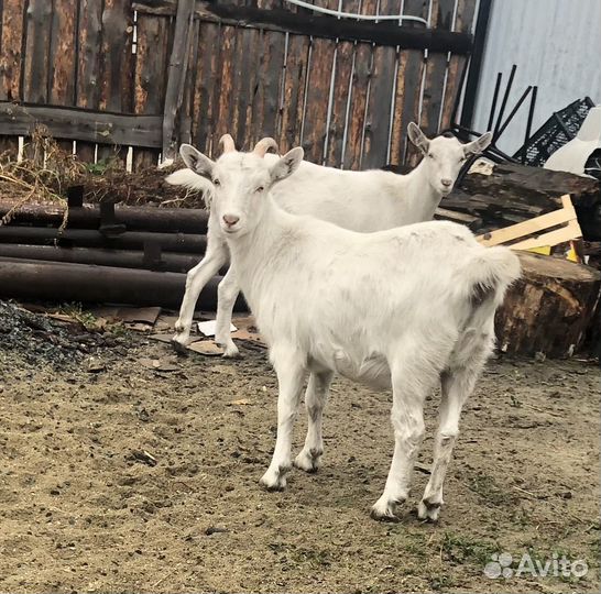 Козел и две козочки