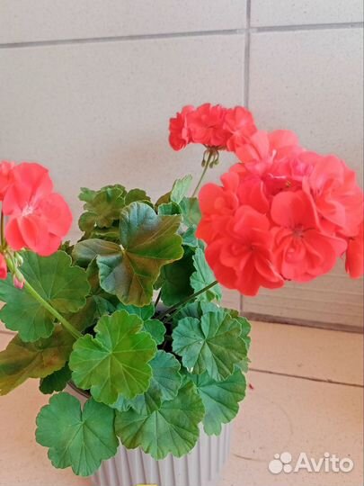 Пеларгонии