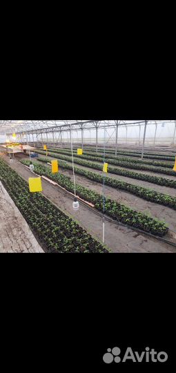 Выращиваем рассаду с досветкой. Удобрения