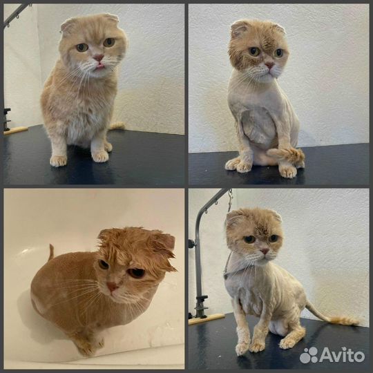 Груминг кошек