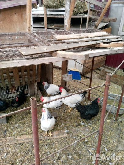 Куры петухи