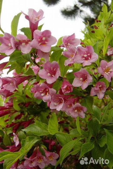 Саженцы вейгела форзиция