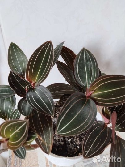 Гинура,пеперомия,колерия,лудизия,плектрантус