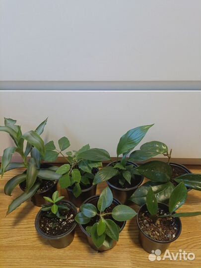 Комнатные растения любой 100