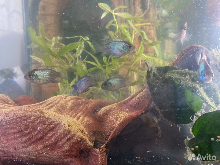 Аквариумные рыбки