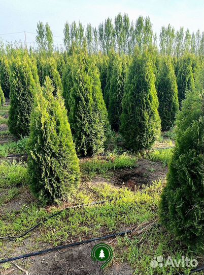 Туя смарагд на участок