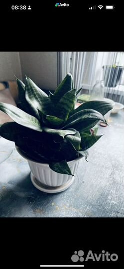 Сансевиерия