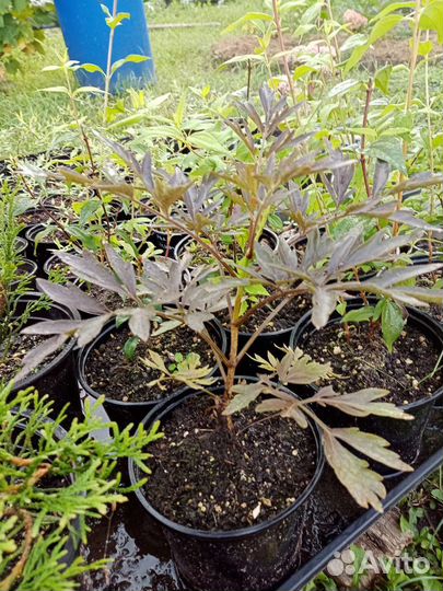 Многолетние растения для сада