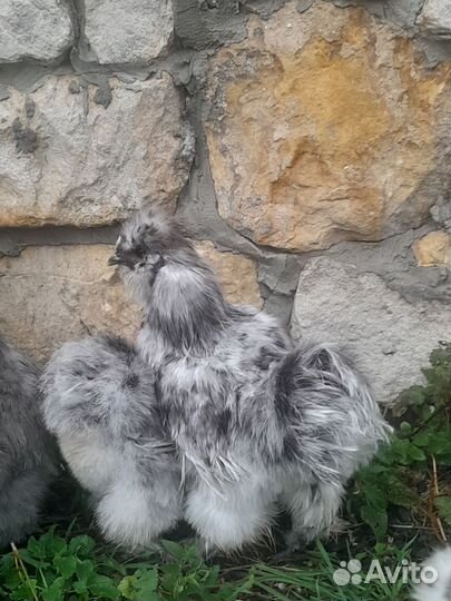 Петушок китайский шелковый