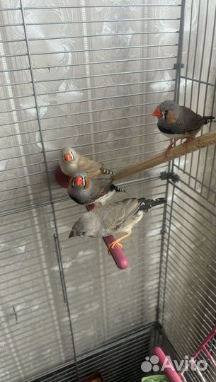 Птицы амадины