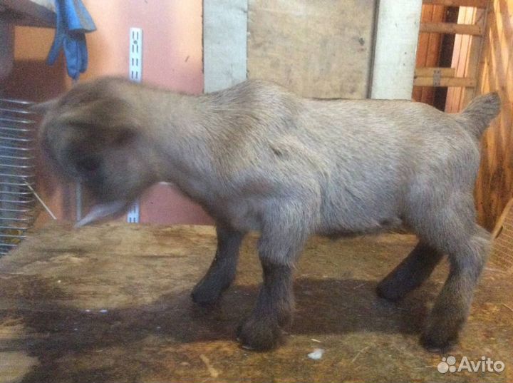 Ч.п. камерунские козлята и козы под покрытие