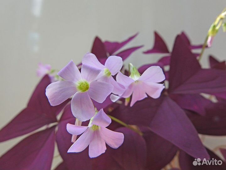 Мадам Баттерфляй / Фиолетовая Кислица