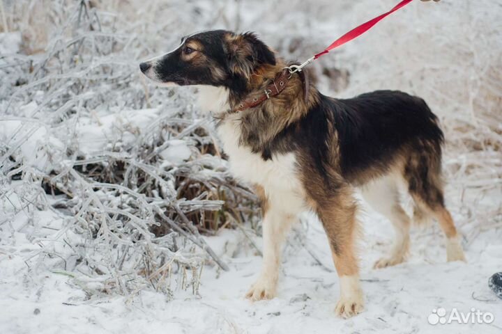 Собака Остин в добрые руки