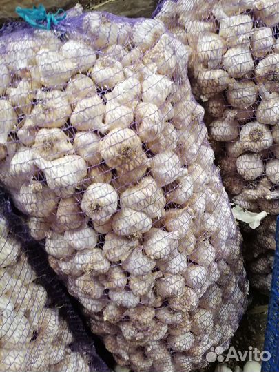 Семена коллекционного чеснока