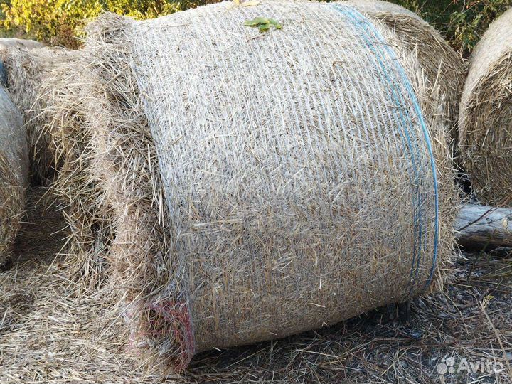 Сено в рулонах суданка и солома ячменя