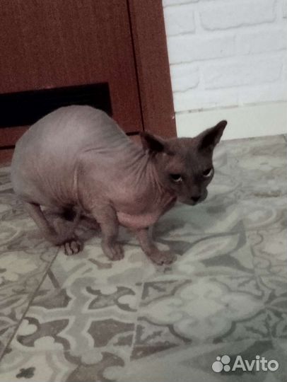 Отдам котов в добрые руки