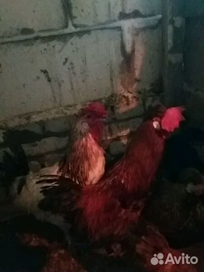 Гуси, бройлеры